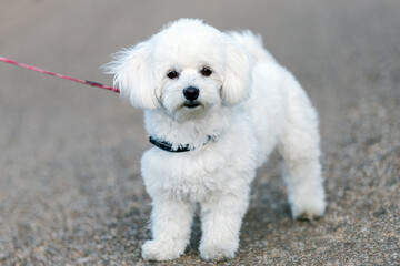 portrait of a white bichon maltese breed dog