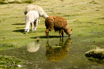 Pampalarama en La Paz Bolivia