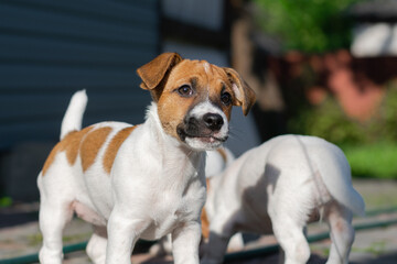 jack russell terrier puppy