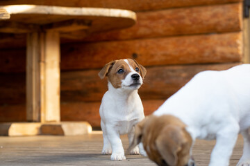 jack russell terrier puppy