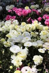 Beautiful brightly yellow, red, pink and white Ranunculi flowers in a garden setting