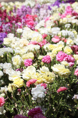 Beautiful brightly yellow, red, pink and white Ranunculi flowers in a garden setting