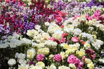 Beautiful brightly yellow, red, pink and white Ranunculi flowers in a garden setting