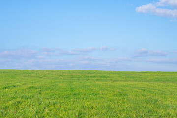 Fototapeta na wymiar An empty green field against a blue sky with a slight cloud cover.