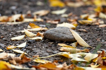 autumn leaves on the ground