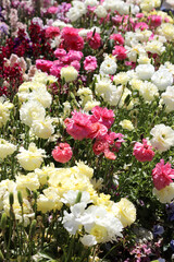 Beautiful brightly yellow, red, pink and white Ranunculi flowers in a garden setting