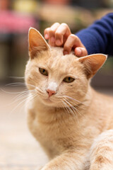 Portrait of a cat being stroked by a child's hand