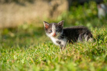 Naklejka na ściany i meble black and white kitten on grass