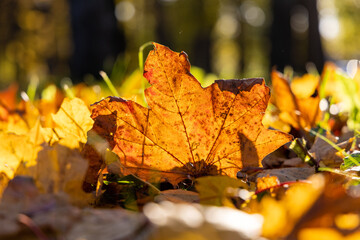 Autumn leaves on the ground