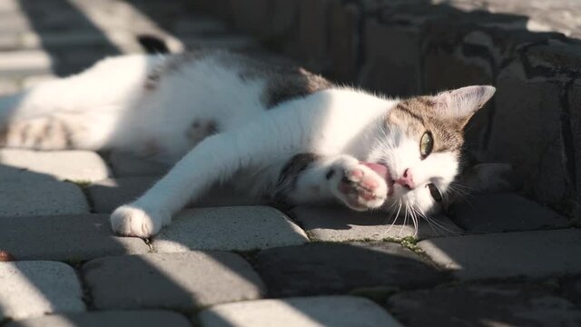 Funny cat playing outdoors on sunny day