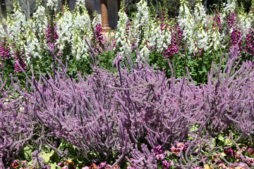 Beautiful purple Sea Lavender a herbaceous perennial plant also known as Rat tail Statice.