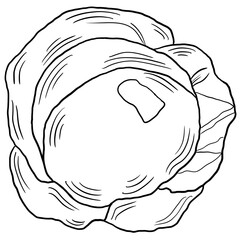 Line sketch cabbage vegetable isolated
