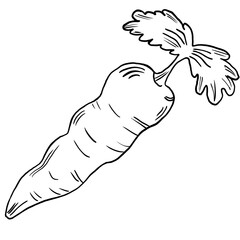 Line sketch carrot vegetable isolated