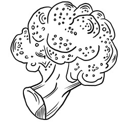 Line sketch broccoli vegetable isolated