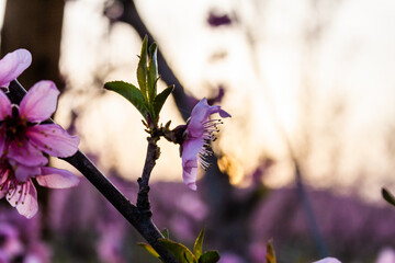 Apple blossoms in full bloom in spring