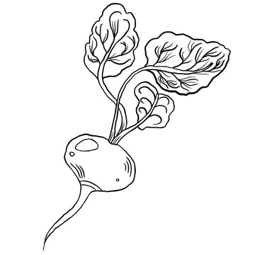 recommend clip art: Line sketch beet vegetable isolated