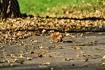 a red squirrel in the sunlight is jumping towards the photographer in the autumn leaves