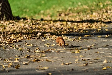 a red european squirrel runs towards the camera
