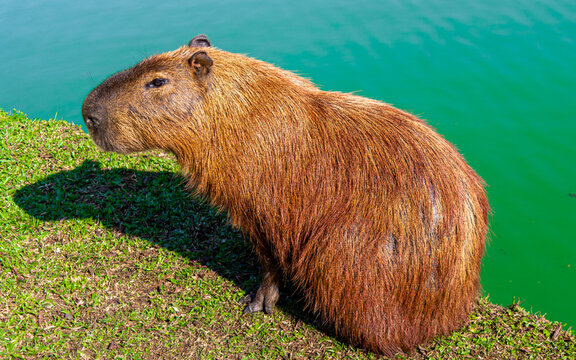 capivara com &aacute;gua ao fundo