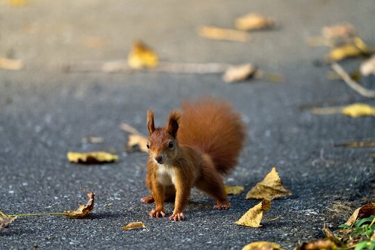 a curious red squirrel on the road with leaves