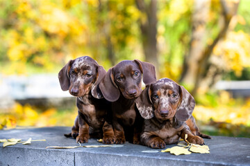 dachshund puppies on the background of an autumn park