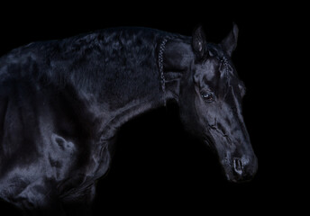 art portrait of beautiful black horse at black background .