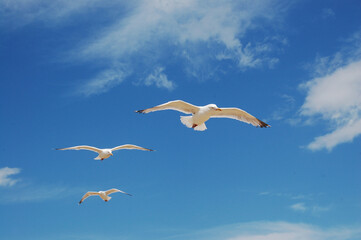 Seagulls floating