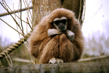 Gibbon