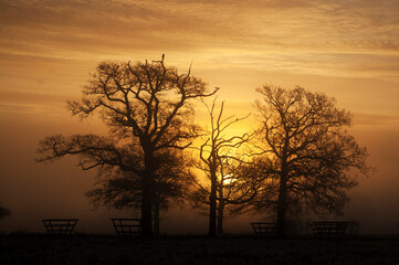Fototapeta na wymiar Sunrise over treets
