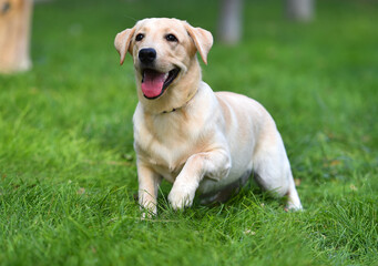 un cachorro de perro labrador en un campo verde