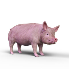 Fototapeta premium 3D rendering of a pig isolated on a white background.