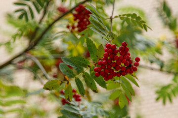 red berries on a bush