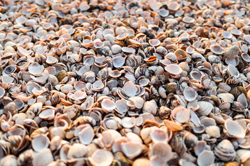 Thousands of empty clam shells, full shell background to use as wallpaper.