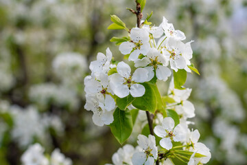 Flowering closeup of pear blossom in spring garden