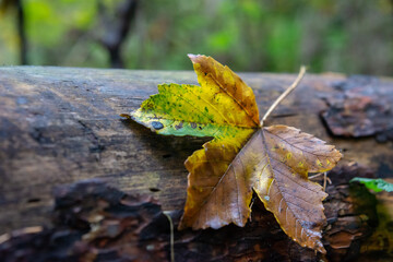 A brightly colored leaf in autumn colors lies on a tree trunk