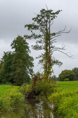 Obraz premium A tree in autumn colors with wild branches next to a small river