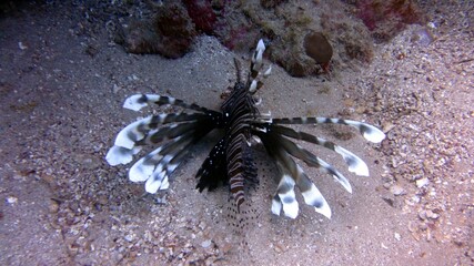 octopus on the sea © Ayman