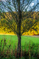 Obraz premium A tree in fall colors at sunset
