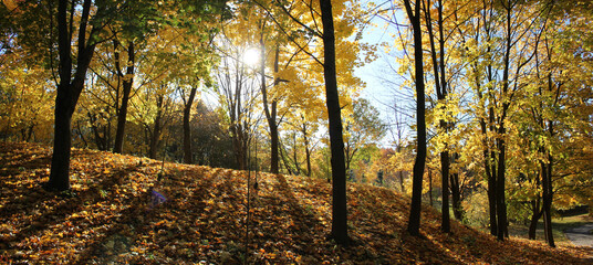 Autumn landscape. Panoramic view of park with maple trees with golden yellow foliage