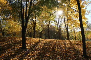 Naklejka premium Autumn landscape. Maples with golden yellow foliage and sun
