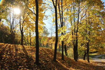 Autumn landscape. Maples with golden yellow foliage and sun