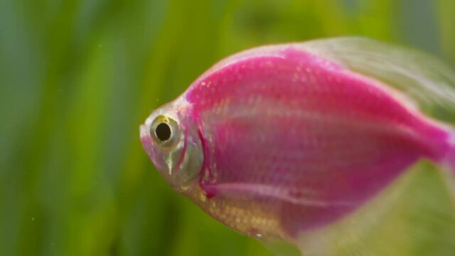 Pink Color Glo Fish Swims in Home Aquarium. Domestic aquarium with fresh water