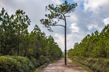 The road in the pine forest on Phu Kradueng