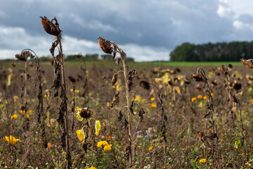 dried up sunflowers in autumn colors in a field