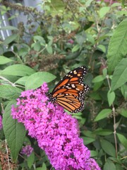 Close up of a monarch butterfly on the blooming flower of a Buddleja davidii, also called summer lilac, butterfly bush, or orange eye