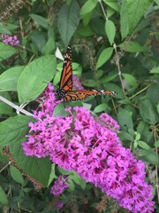 Close up of a monarch butterfly on the blooming flower of a Buddleja davidii, also called summer lilac, butterfly bush, or orange eye