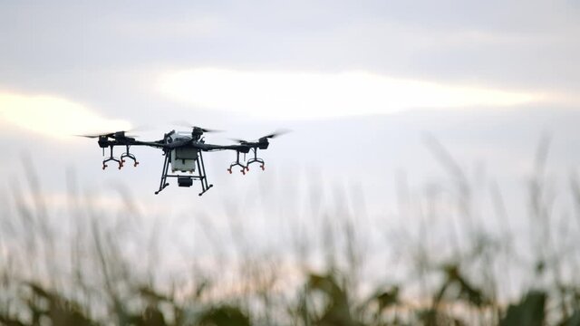 View of a huge intelligent agriculture drone with spray nozzles flying over corn field early in the morning
