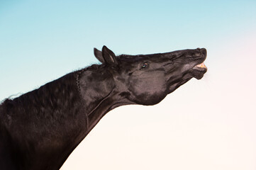 portrait of beautiful black horse sniffling against sky background