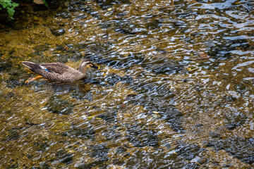 川の浅瀬を泳ぐ一羽のカルガモ