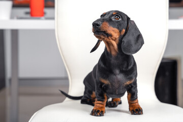 Adorable dachshund puppy is sitting on chair, looks up at the owner . A well-fed satisfied baby dog tried new food or treats for pets.